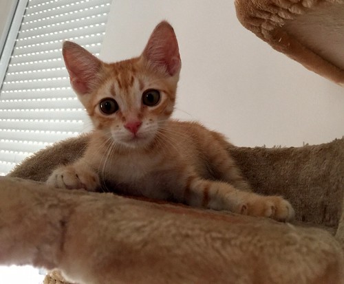 Kuga, gatito naranja ojos miel nacido en Julio´15, en adopción. Valencia. ADOPTADO. 20882300239_39b807f752