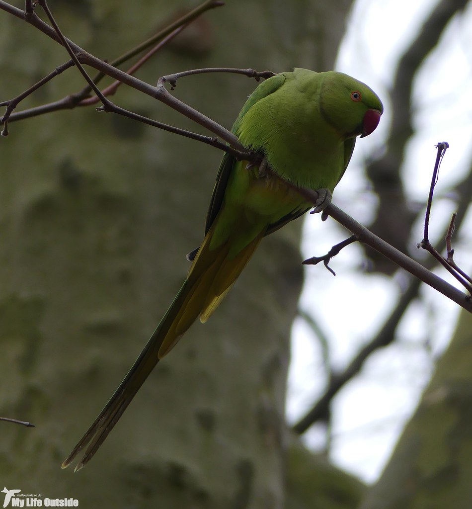 P1060771 - Ring-necked Parakeet, London