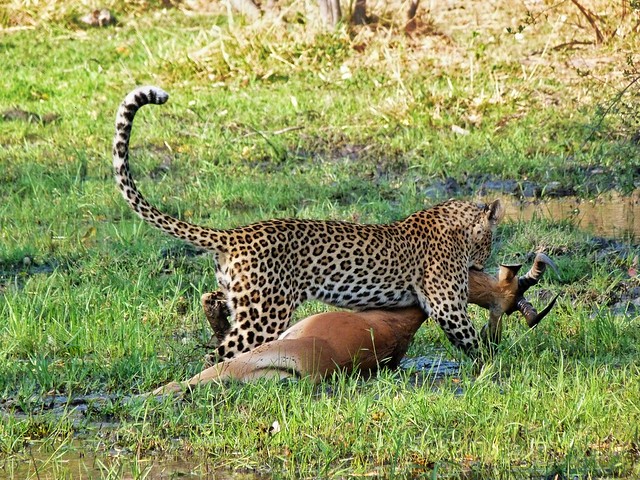 Leopardo tira impala en Maremis (Botswana)