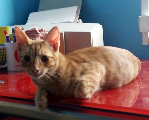 Jerry, gatito rubio guapo muy dulce y bueno, esterilizado, nacido en Abril´15 en adopción. Valencia. ADOPTADO. 20684133763_02d0bf40a3