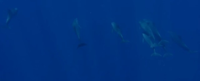 Delfines en Saint Gilles (Isla Reunión)