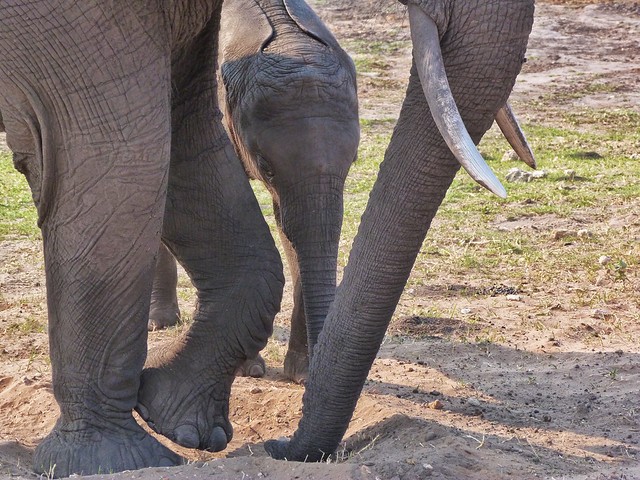 Elefantes en Chobe (Botswana)