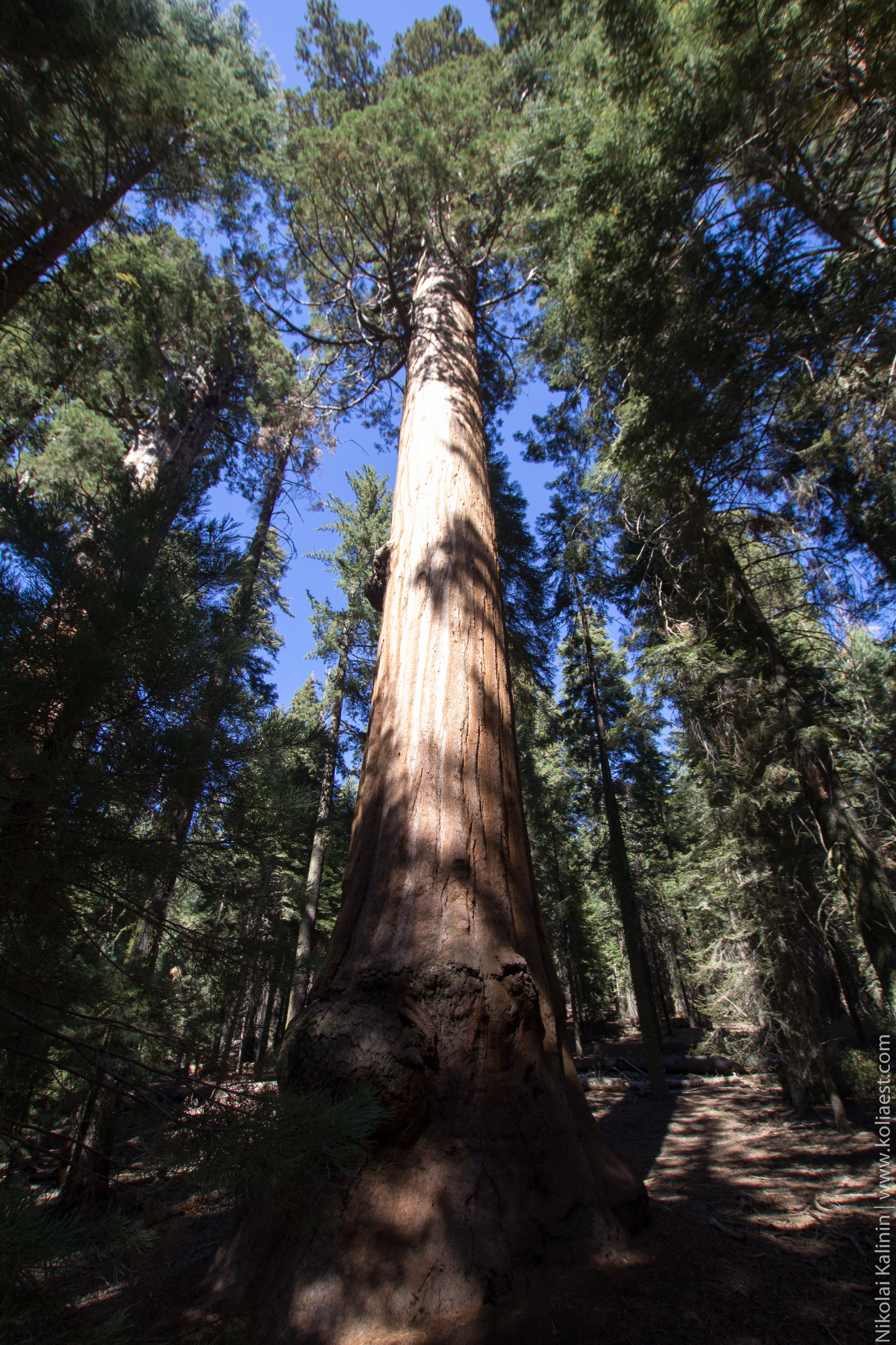 Sequoia-80