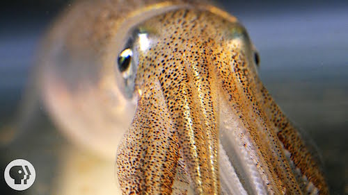 still from "You're Not Hallucinating. That's Just Squid Skin. | Deep Look"