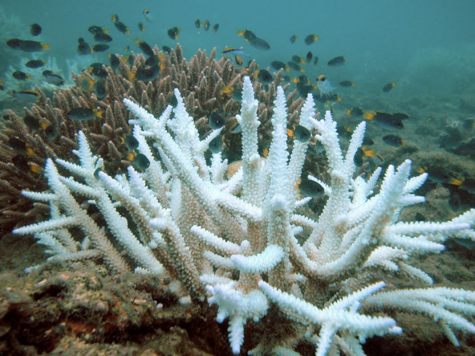 大堡礁凱珀爾（Keppel）群島的白化珊瑚（前）與健康珊瑚（後）(CC BY 3.0)