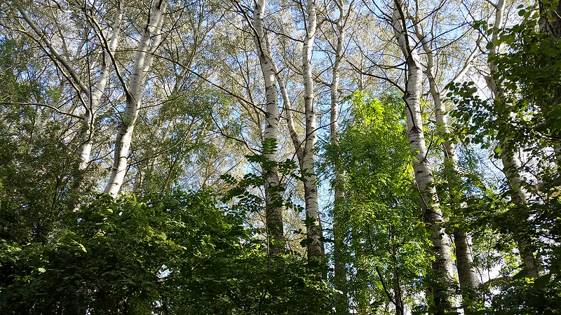Voie Verte birches