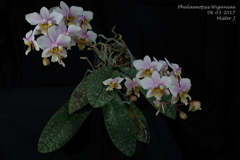 Phalaenopsis Wiganiae (schilleriana x stuartiana) 32437783824_2cb310f099_c