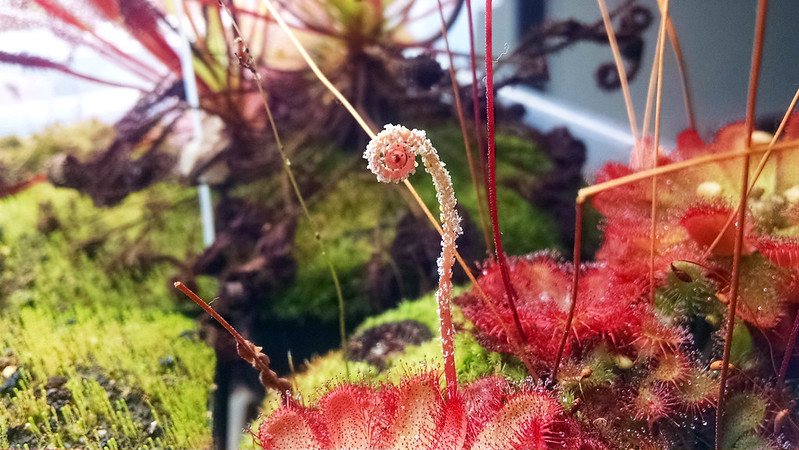 Drosera aliciae flower stalk with dead aphids.