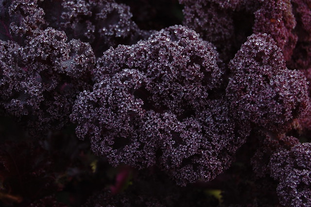Close up of purple curly kale plant