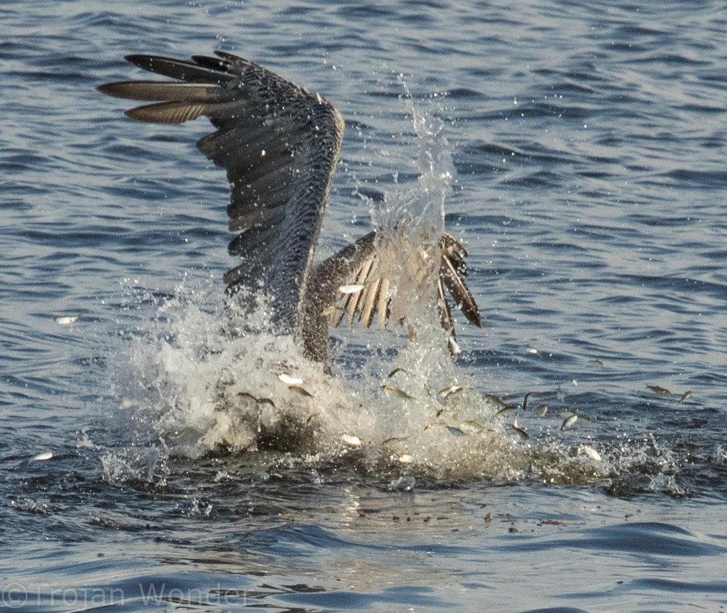 Brown Pelican fishing | So when you go down to a fishing pie… | Flickr