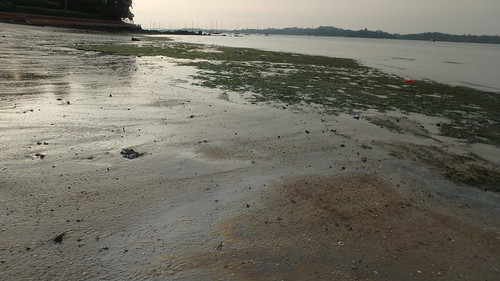 Changi seagrass meadows after oil spill in Johor Strait, Jan 2017