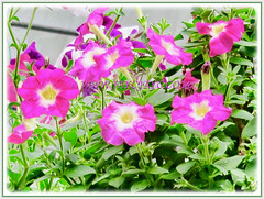 Pink Petunias at a garden nursery in the neighbourhood, a delight for sore eyes, 29 May 2013