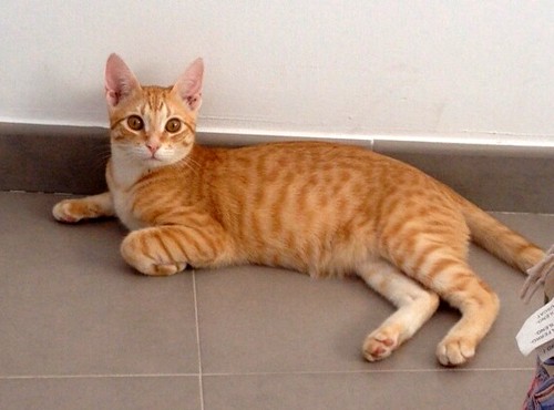 Kuga, gatito naranja ojos miel nacido en Julio´15, en adopción. Valencia. ADOPTADO. 22802393129_740cc7e3b6