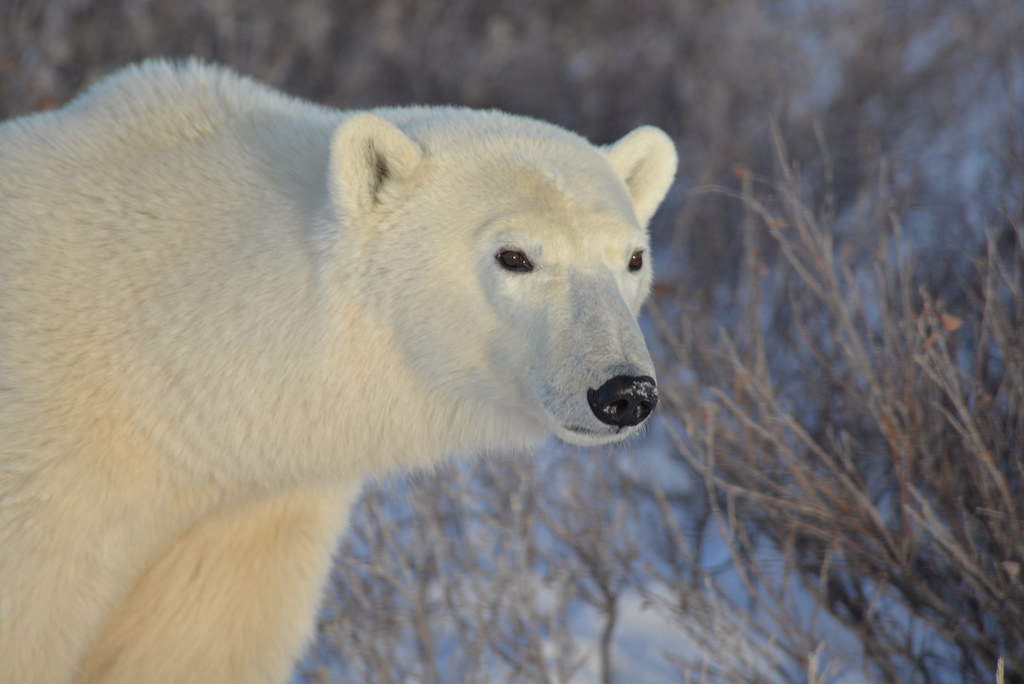 邱吉爾。北極熊。Joe Brockmeier(CC BY-SA 2.0)