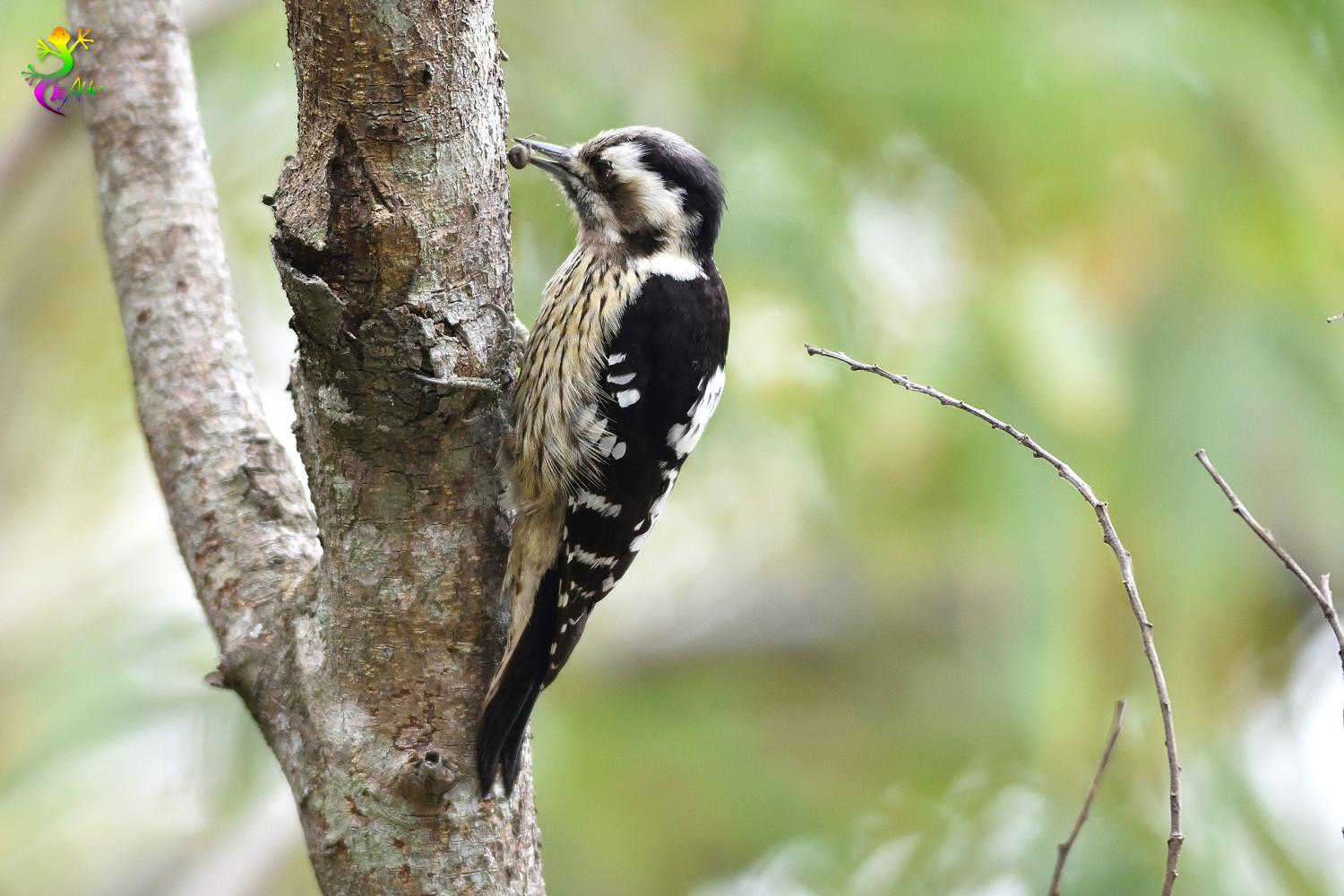 Grey-headed Pygmy Woodpecker_0404