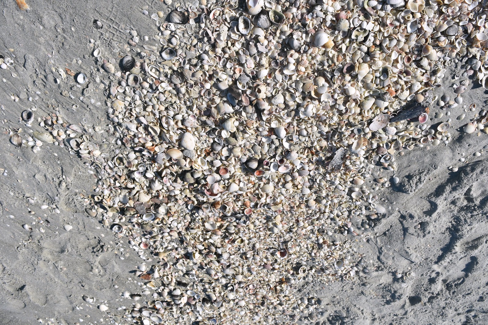 FL west coast seashells captiva island