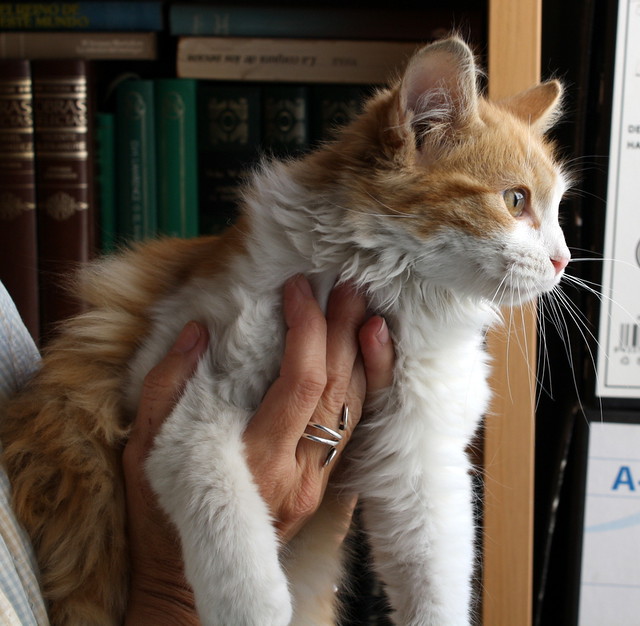 Glenn, gatito cruce Angora naranja y blanco precioso y buenísimo nacido en Agosto´15 en adopción. Valencia. ADOPTADO. 23465393326_2531864bcb_z