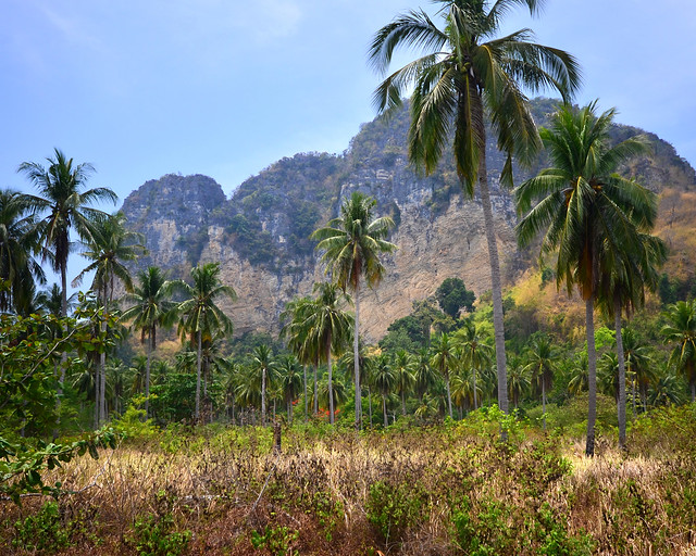 Selva de palmeras de la isla de Poda