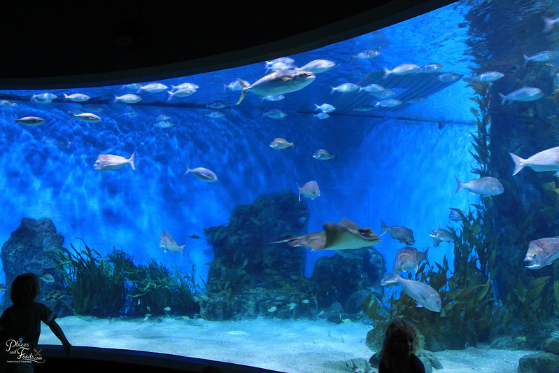 melbourne aquarium fishes