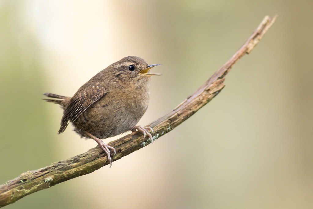 Pacific Wren (Troglodytes pacificus) - Goldstream Provincial Park [1024 ...