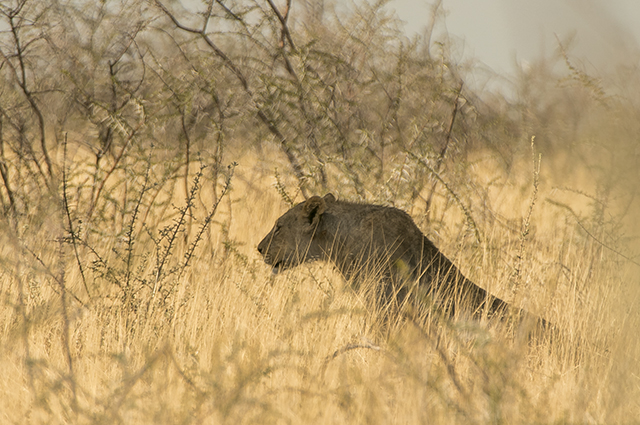 NAMIBIA & KRUGER por libre: 21 días Very WILD - Blogs de Africa Sur - Parque Nacional ETOSHA (44)
