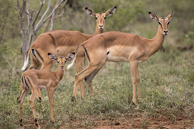 Parque Nacional KRUGER por libre (incluye vídeos) - NAMIBIA & KRUGER por libre: 21 días Very WILD (10)
