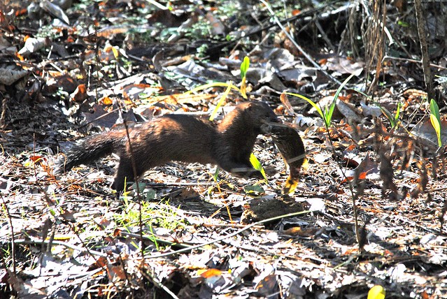 A mink with a fish at Natural Bridge State Park, Virginia