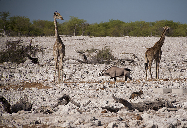 NAMIBIA & KRUGER por libre: 21 días Very WILD - Blogs de Africa Sur - Parque Nacional ETOSHA (48)