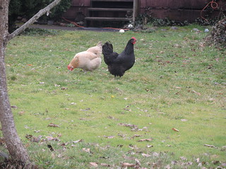Loose Chickens