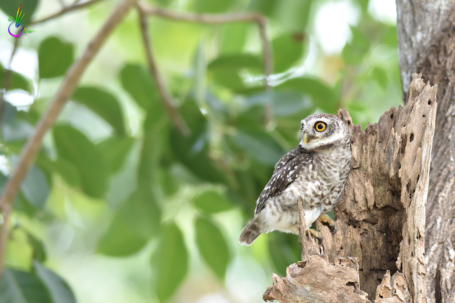 Spotted_Owlet_6887