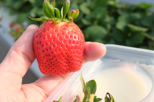 polepole farm strawberry picking 14