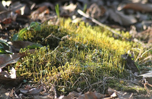 spring moss