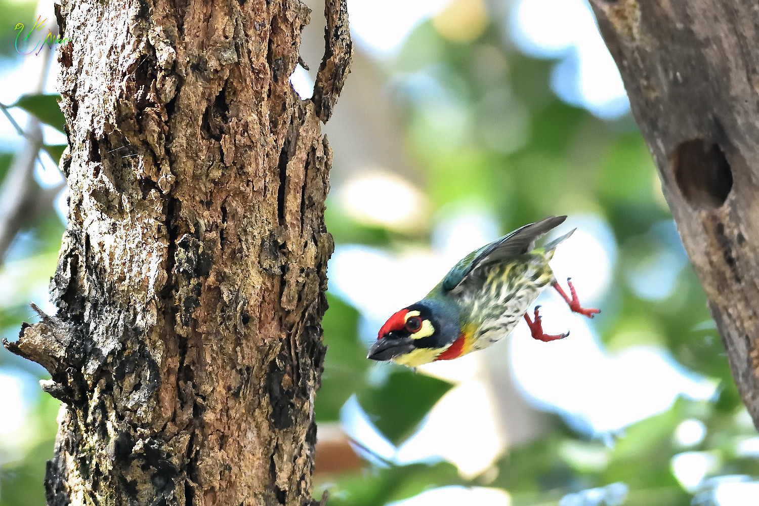 Coppersmith_Barbet_8727