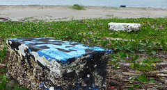 改良式蚵棚與後方傳統蚵棚依舊散落海灘(拍攝地點：台南。日期:2015/11/26)