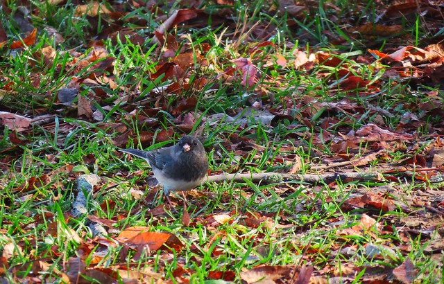 One of many Dark-eyed Juncos foraging around the Bay View Trail head at Mason Neck State Park, Virginia