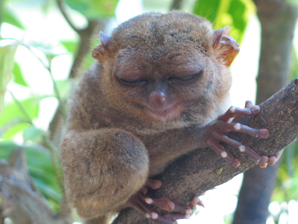 Image result for tarsier monkey