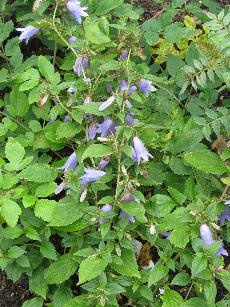 Campanula Paul Furse