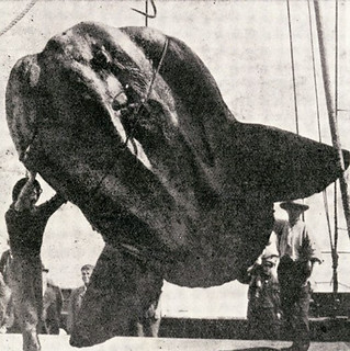 西元1908年遭輪船費歐娜號撞擊的巨大曼波魚。圖片來源：Australian Museum。
