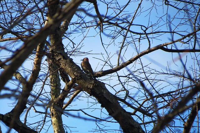 year-round resident, yellow-shafted Northern Flicker at Mason Neck State Park, Virginia