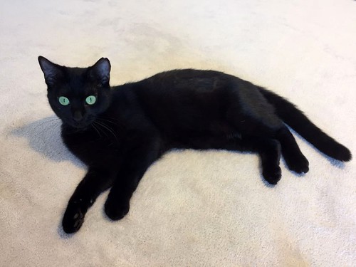 Morgana, gatita negra monísima, juguetona y tímida esterilizada, nacida en Julio´16, en adopción. Valencia. ADOPTADA. 32486899084_cdf1f47d72