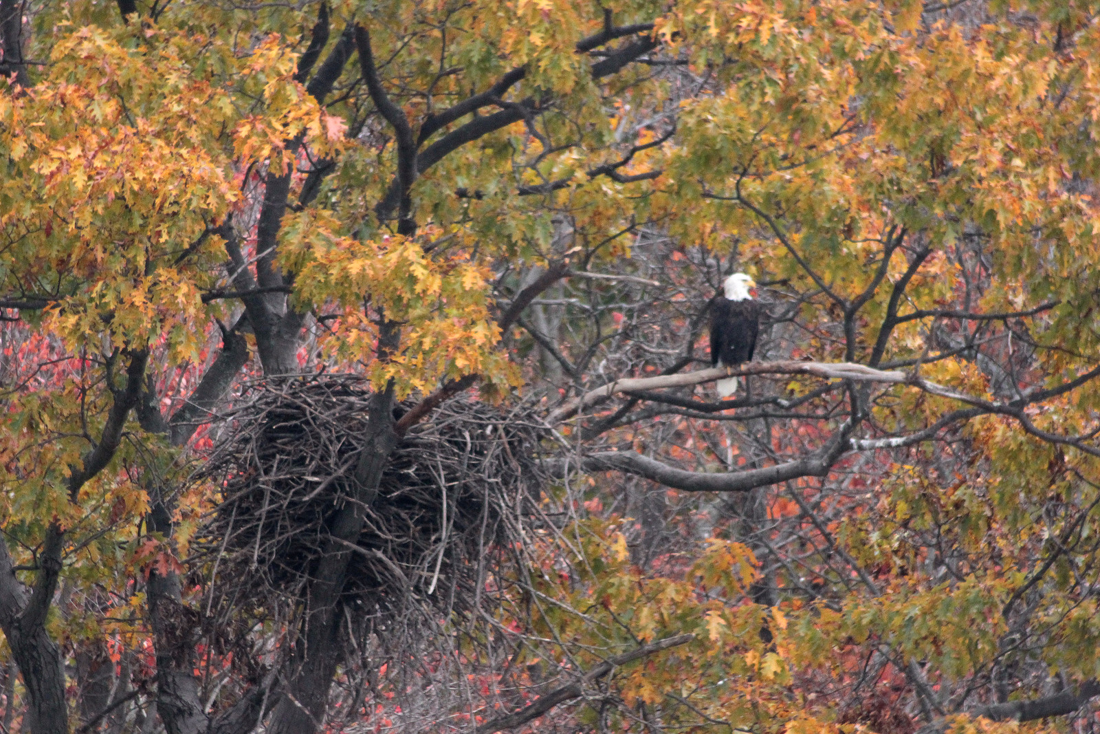 Bald eagle and eyrie | by fishhawk
