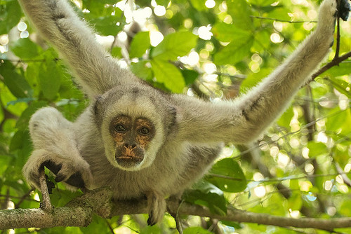 一隻瀕臨絕種的褐絨毛蛛猴，正在巴西雨林中探索。圖片來源：PROPeter Schoen（CC BY-SA 2.0）。 - See more at: