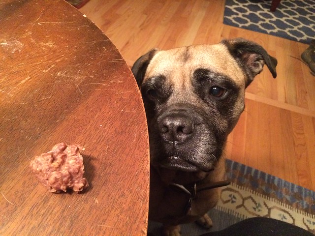 The face of the dog who really wants that chocolate cookie, even if it's full of dog poison.