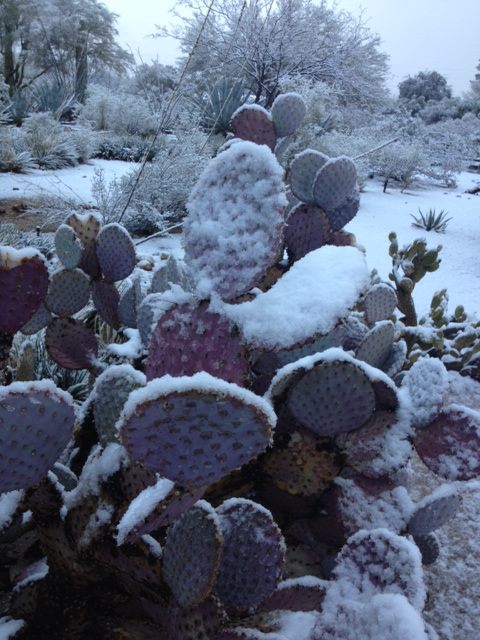 Snow covered cacti in Tucson, AZ