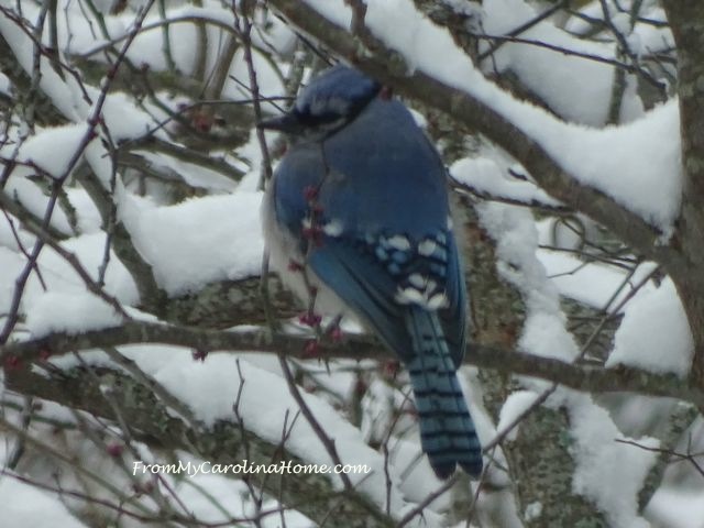 Blue Jay in Snowy Tree @ From My Carolina Home