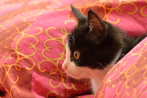 Oreo, gatito blanquinegro guapetón nacido en Octubre´15, en adopción. Valencia. ADOPTADO. 22925789560_066a5bf484