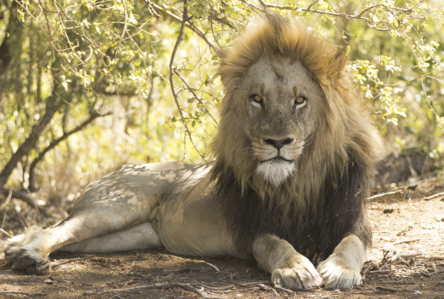 Parque Nacional KRUGER por libre (incluye vídeos) - NAMIBIA & KRUGER por libre: 21 días Very WILD (13)