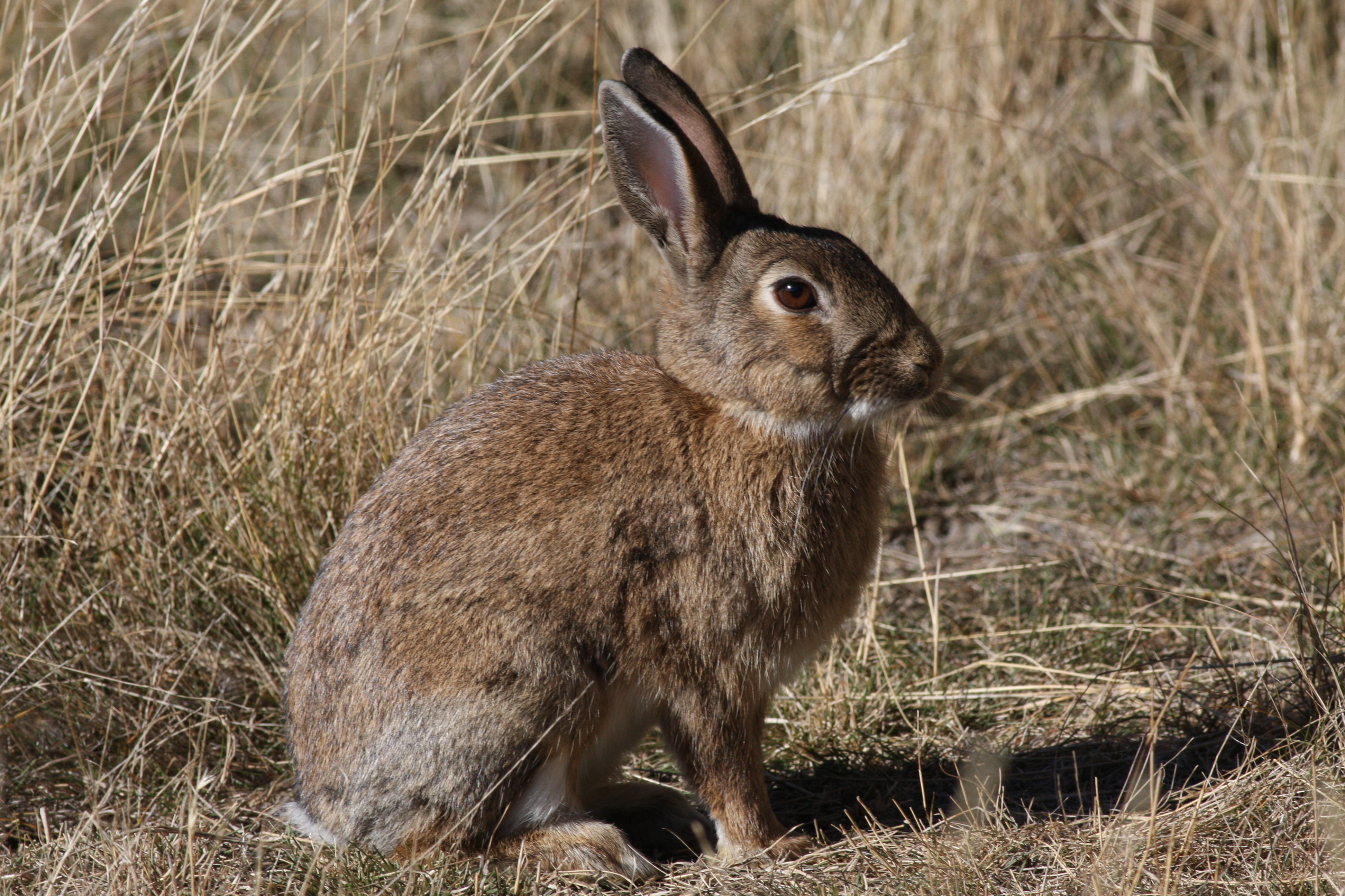 The European rabbit – cute for some but a pest for our agricultural industry. 