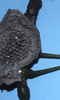 巴西產的一種（長腳蜂Polybia paulista）巢內儲蜜情形。圖片攝影：工藤起來。