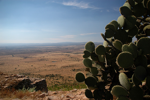 Prickly cactus survive in the arid land around La Quemada, Meso-American ruins near Guadalajara, Mexico